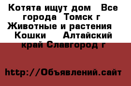 Котята ищут дом - Все города, Томск г. Животные и растения » Кошки   . Алтайский край,Славгород г.